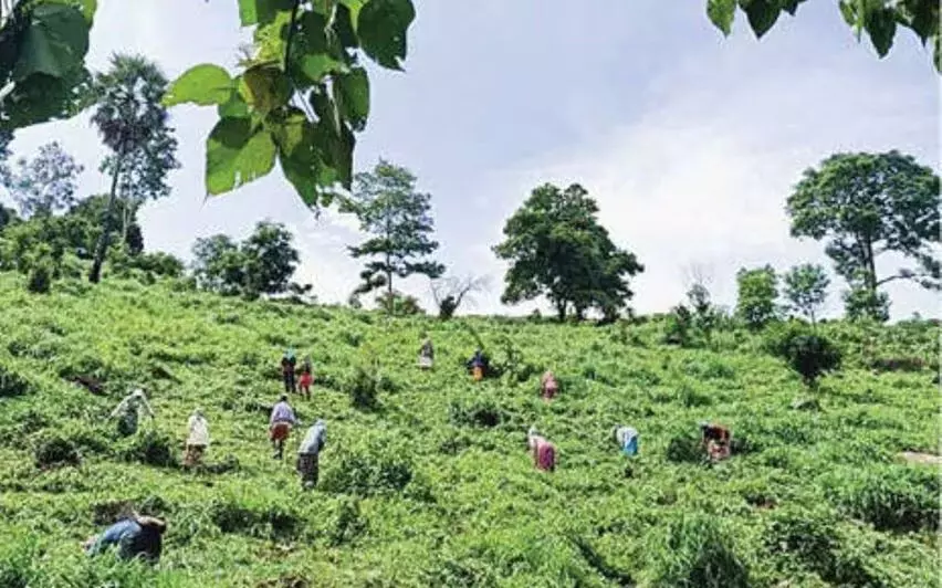 KERALA : राजस्व विभाग ने भूमि स्वामित्व विलेख के लिए आवेदन करने का एक और मौका दिया