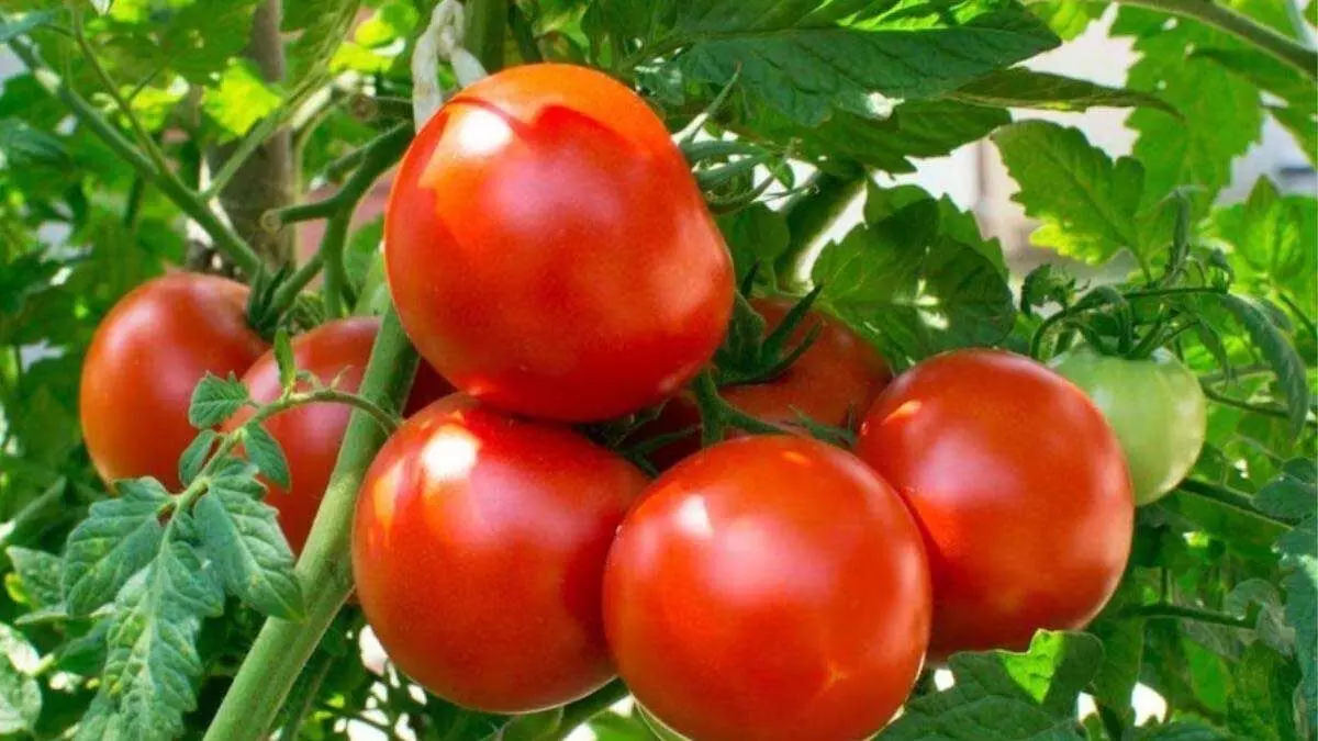 Tomato: टमाटर खाने के ये फायदे जाने