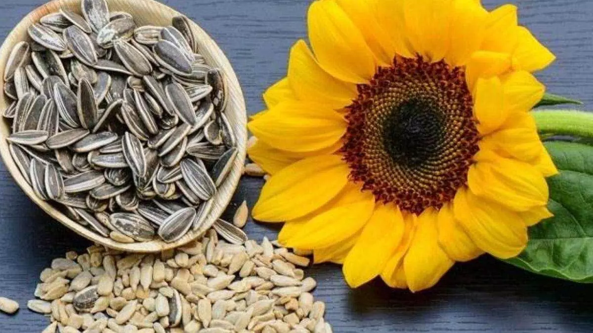 Sunflower seeds: सूरज मुखी के बीज जाने फायदे