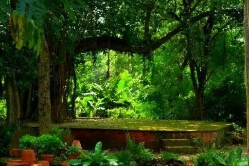 Kolkata: भारतीय वनस्पति उद्यान का विशाल विश्व विख्यात बरगद पेड