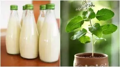 Milk Tulsi: दूध तुलसी का सेवन फायदेमंद जानिए