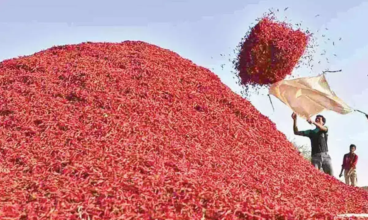 Dry Chillies की कीमतों में गिरावट से किसानों की उम्मीदें टूटी