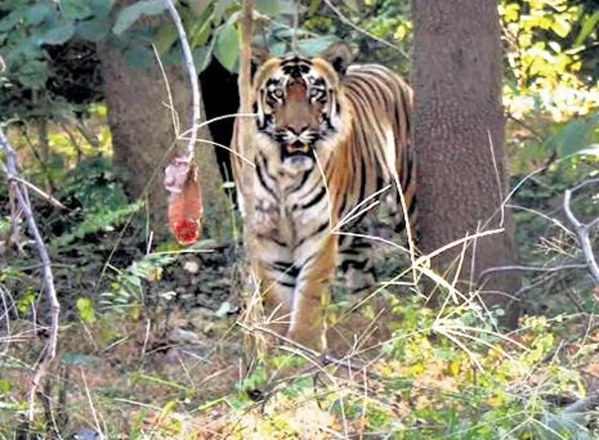 ओडिशा देबरीगढ़ में बाघों को फिर से लाएगा, STR को पूरक बनाएगा