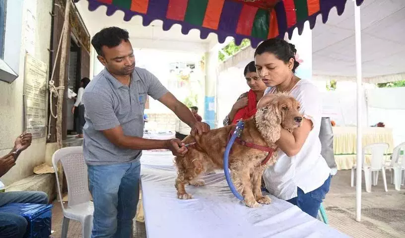 Hyderabad: विश्व जूनोसिस दिवस पर 1,199 पालतू और आवारा कुत्तों को एंटी-रेबीज टीके लगाए गए