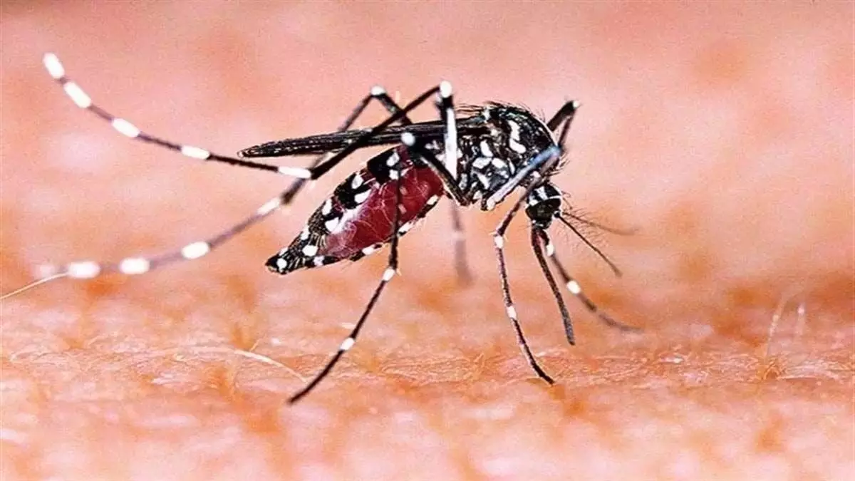 Dengue: बरसात के दिनों में ज्यादा फैलता है डेंगू, जाने लक्षण