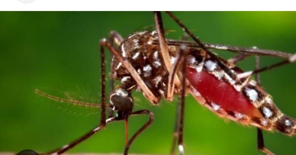 Cooler में जमे पानी में पनप सकता है डेंगू का मच्छर, स्वास्थ्य विभाग की चेतावनी
