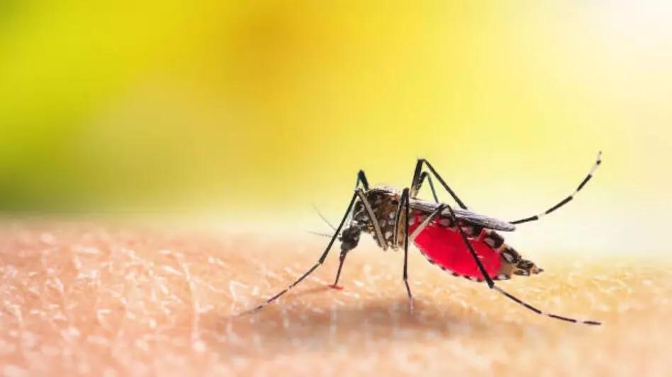 BREAKING: डेंगू के डंक से 6 की मौत, डेढ़ सौ लोग पड़े बीमार