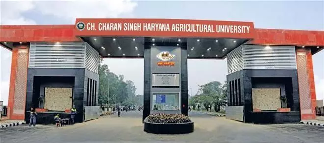 Haryana कृषि विश्वविद्यालय सहजन पर जलवायु परिवर्तन के प्रभावों पर शोध करेगा