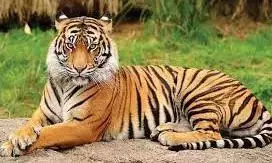 Andhra Pradesh के तिरुपति स्थित एस.वी. चिड़ियाघर पार्क के बाघ की मौत