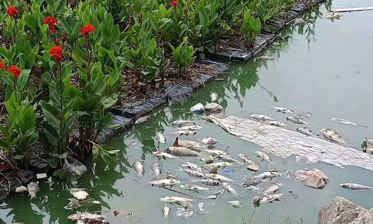 Telangana: मुश्की चेरुवु में मरी हुई मछलियों को लेकर स्थानीय लोगों ने चिंता जताई