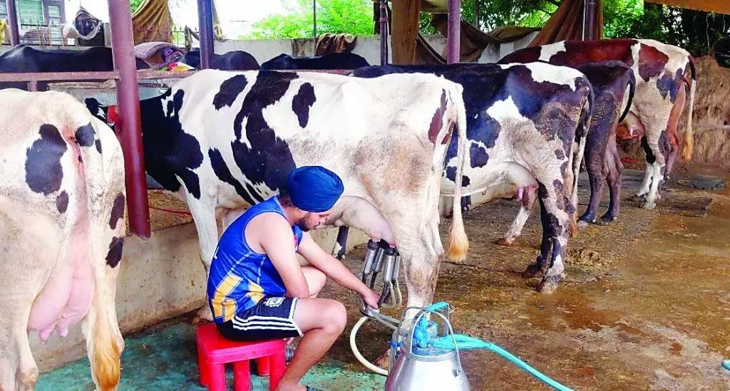 Dairy Farm चलाकर आर्थिकी को कर रहा सुदृढ़