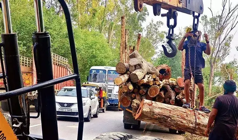 Patiala: 7 हजार पेड़ों की कटाई को लेकर, सांसद Dr. धर्मवीर गांधी से मुलाकात की