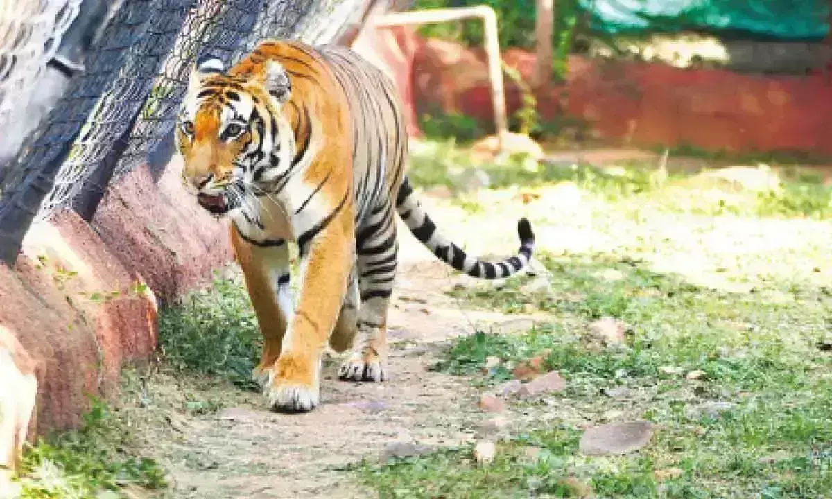 SV Zoo Park में 5 वर्षीय बाघिन जूली की मौत