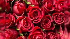 Vastu Tips: गुलाब का फूल घर से दूर करता है सभी नकारात्मकता