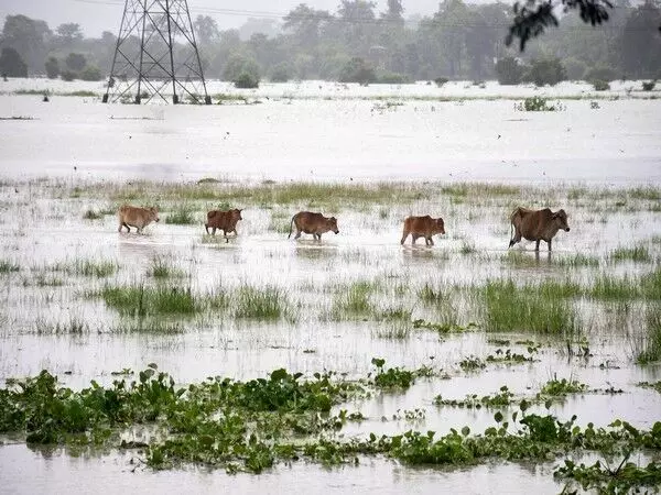 Assam flood: काजीरंगा राष्ट्रीय उद्यान में 6 गैंडों सहित 137 जंगली जानवर मरे