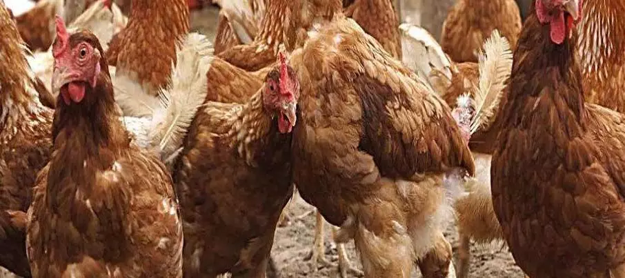Chhattisgarh: 4 मुर्गियों की मौत का मामला थाने पहुंचा