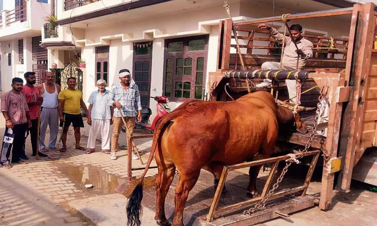 HARYANA NEWS: करनाल में नगर निगम ने 45 आवारा पशुओं को पकड़ा