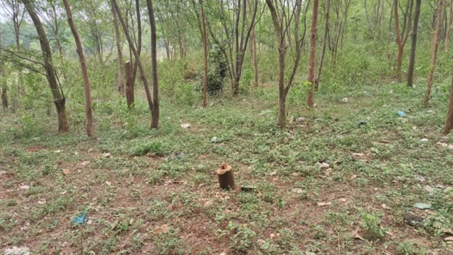 Jajpur News : प्रतिपूरक वनरोपण को कम महत्व दिया