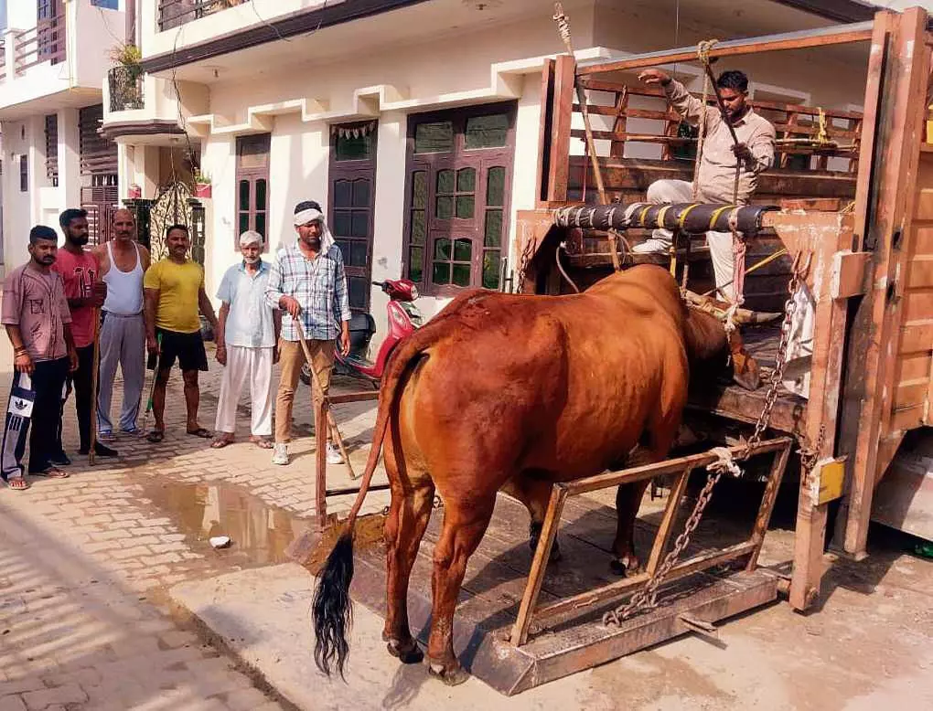 Haryana :  करनाल में नगर निगम ने 45 आवारा पशुओं को पकड़ा
