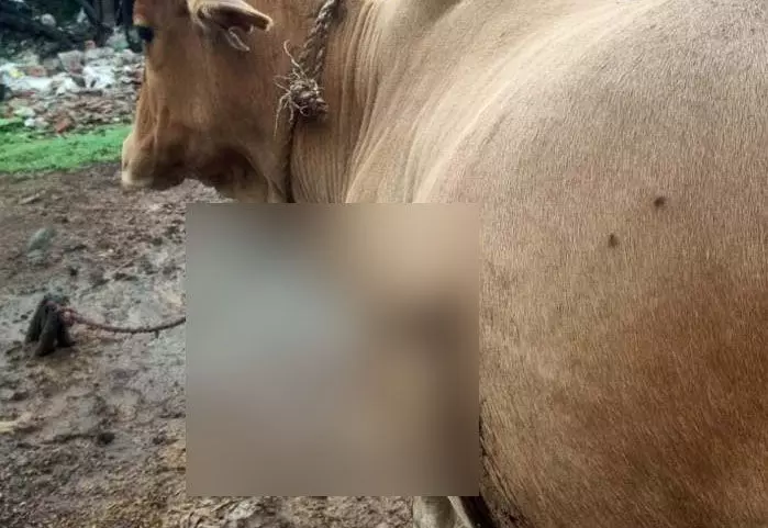 CG NEWS: गाय की हत्या की कोशिश, चाकू घोंपकर युवक फरार