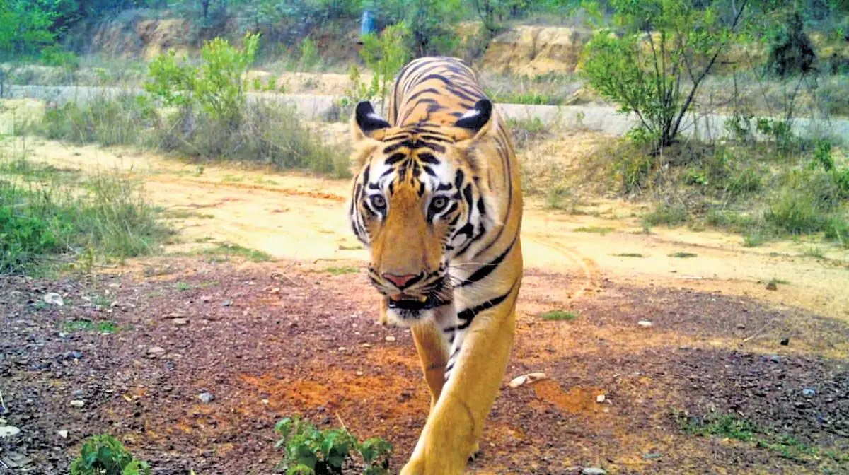 Forest department ने तेलंगाना में महाराष्ट्र के बाघ को ट्रैक किया कुमुराम भीम आसिफाबाद