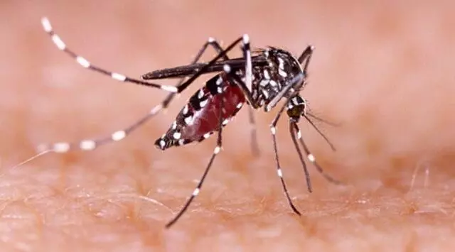 Odisha डेंगू और मलेरिया के बढ़ते मामलों से लड़ने के लिए पूरी तरह तैयार: शालिनी पंडित