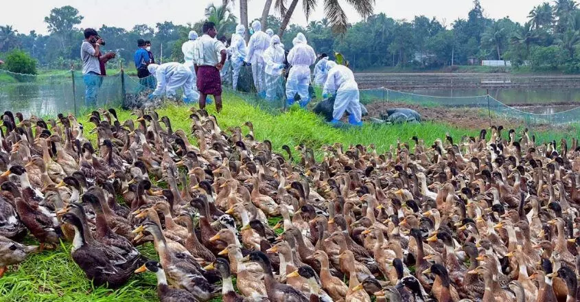 KERALA : विशेषज्ञों ने सरकारी फार्म और हैचरी बंद करने की सिफारिश की