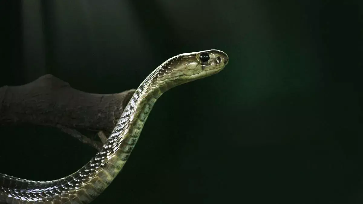 ASSAM :  डॉक्टरों ने 16 वर्षीय किशोर को कोबरा के काटने से बचाया