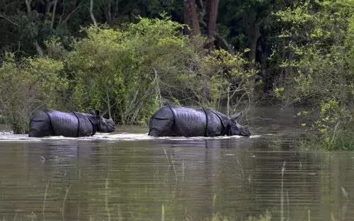 ASSAM  :  काजीरंगा राष्ट्रीय उद्यान बाढ़ से तबाह