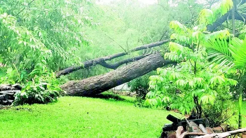 Goa: भारी बारिश के कारण शाहजहां कला अकादमी जलमग्न, पेड़ उखड़ गए