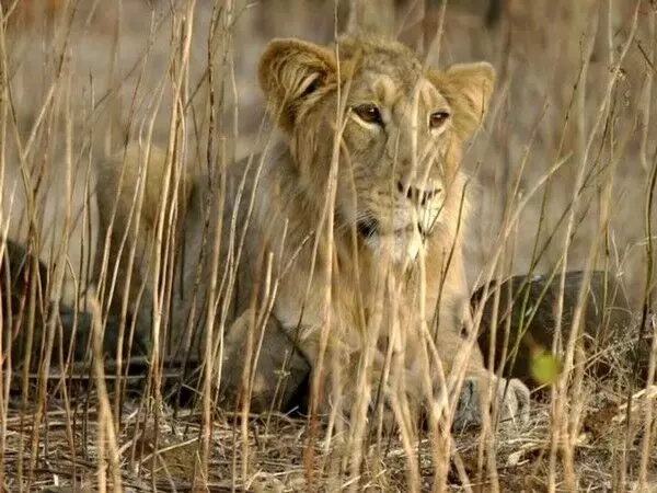 Hyderabad zoo में बाड़े से भागी शेरनी, केयरटेकर पर किया हमला, पकड़ी गई