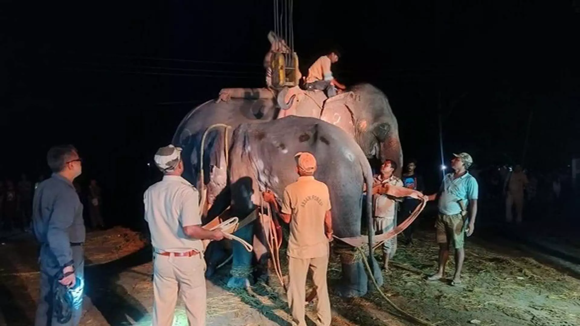 Assam: अभियान के बाद जंगली हाथी को असम के मानस राष्ट्रीय उद्यान में स्थानांतरित किया गया