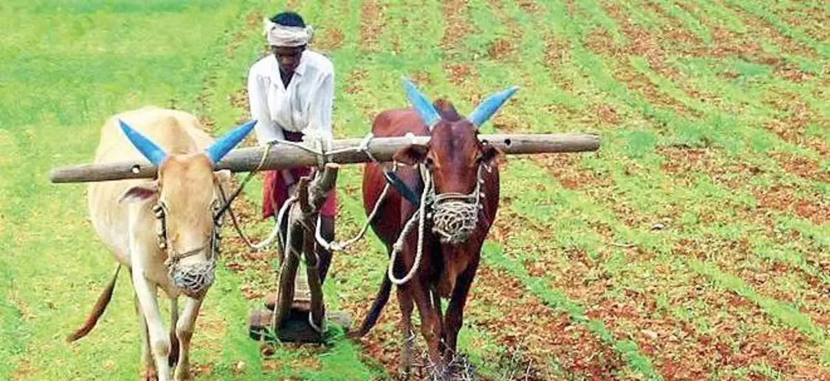 Andhra : पीएम किसान सर्वेक्षण, प्रकाशम में 72 प्रतिशत पूरा हुआ