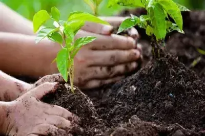 Hisar: बारिश के अभाव में पौधरोपण अभियान पड रहा सुस्त