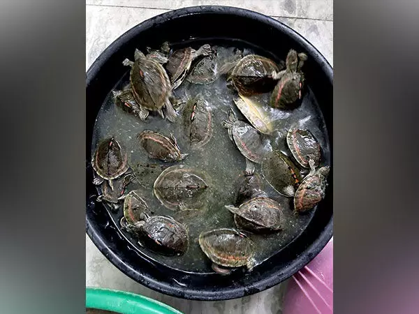 UP Police ने प्रतिबंधित पशुओं की तस्करी करने वाले तस्कर को पकड़ा, 100 कछुए जब्त किए