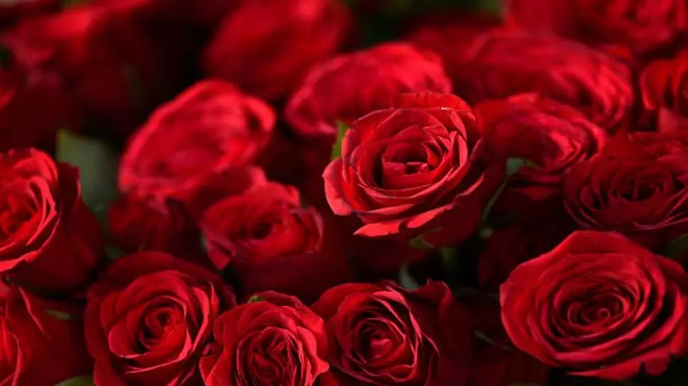 Health Care: इन बड़ी बीमारियों से छुटकारा दिलाता है गुलाब की पंखुड़ियां