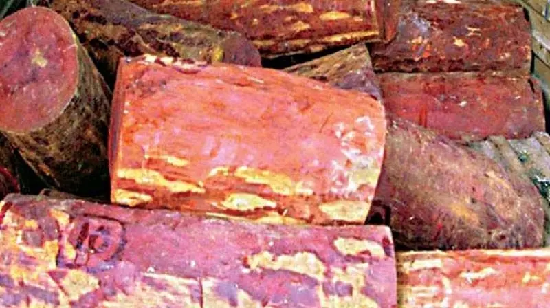 Red Sanders bust: टास्क फोर्स ने तिरुपति में तस्करों को पकड़ा