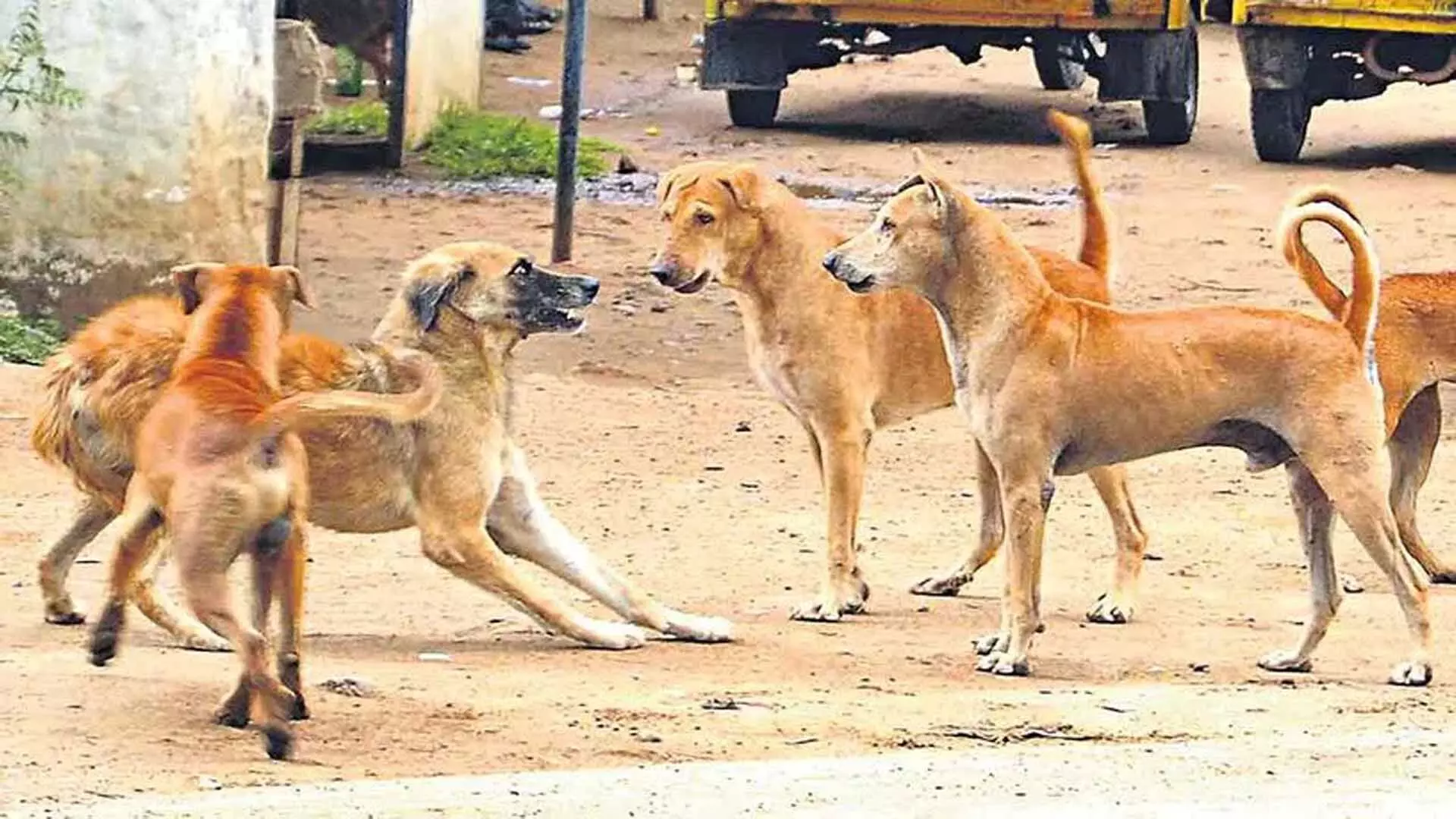Sangareddy: आवारा कुत्तों ने 6 साल के बच्चे पर हमला किया