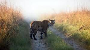 Dehradun : CDV बीमारी की बाघ और तेंदुए के ब्लड सैंपल से होगी जांच