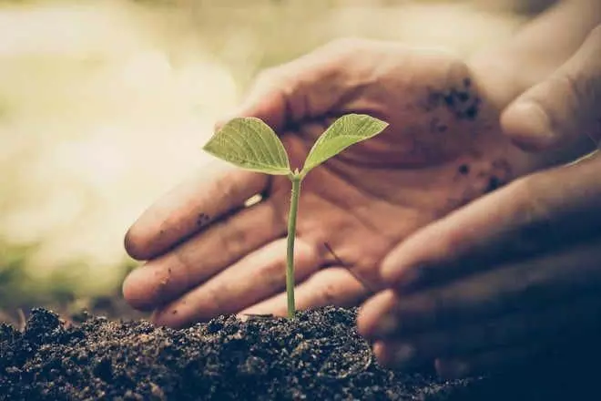 Haryana : नगर निगम इस मानसून में 5.5 लाख पेड़-पौधे लगाएगा
