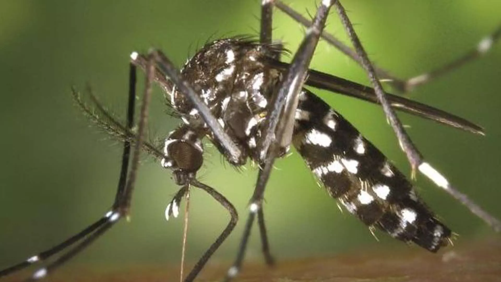 Rourkela News: सुंदरगढ़ में डेंगू के मामले बढ़ रहे राउरकेला सबसे ज्यादा प्रभावित