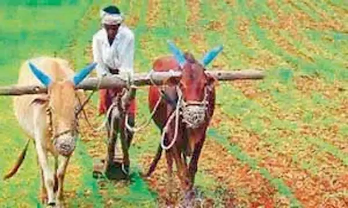 Telangana News: रायथु बंधु द्वारा गैर-कृषि भूमि के लिए किए गए दान पर ध्यान केंद्रित किया गया