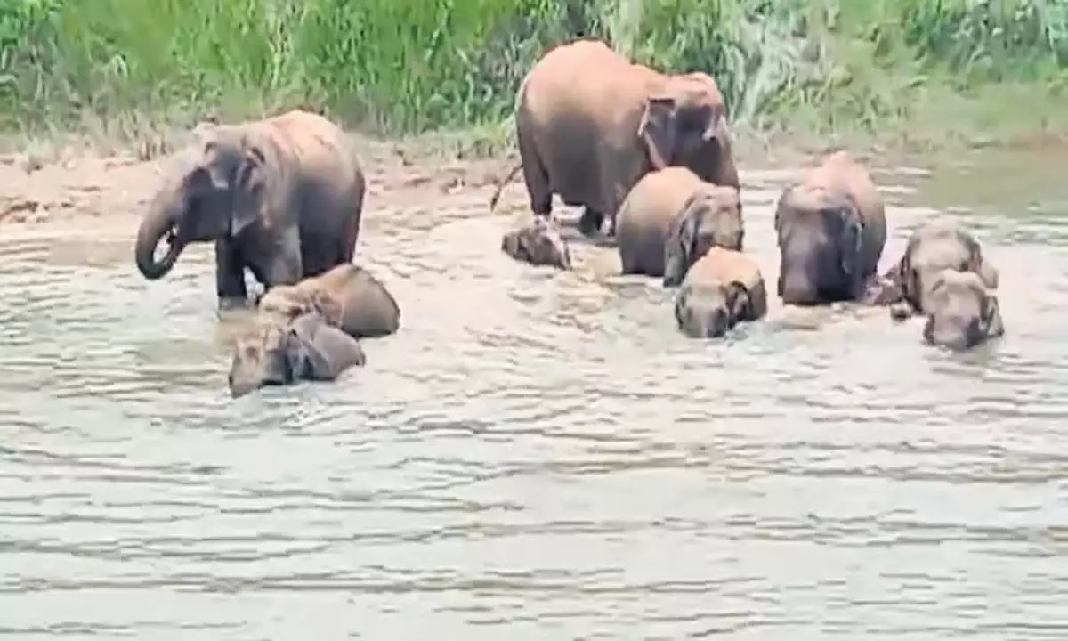 Odisha News: ओडिशा के मयूरभंज में हाथियों के झुंड ने उत्पात मचाया, लोग परेशान