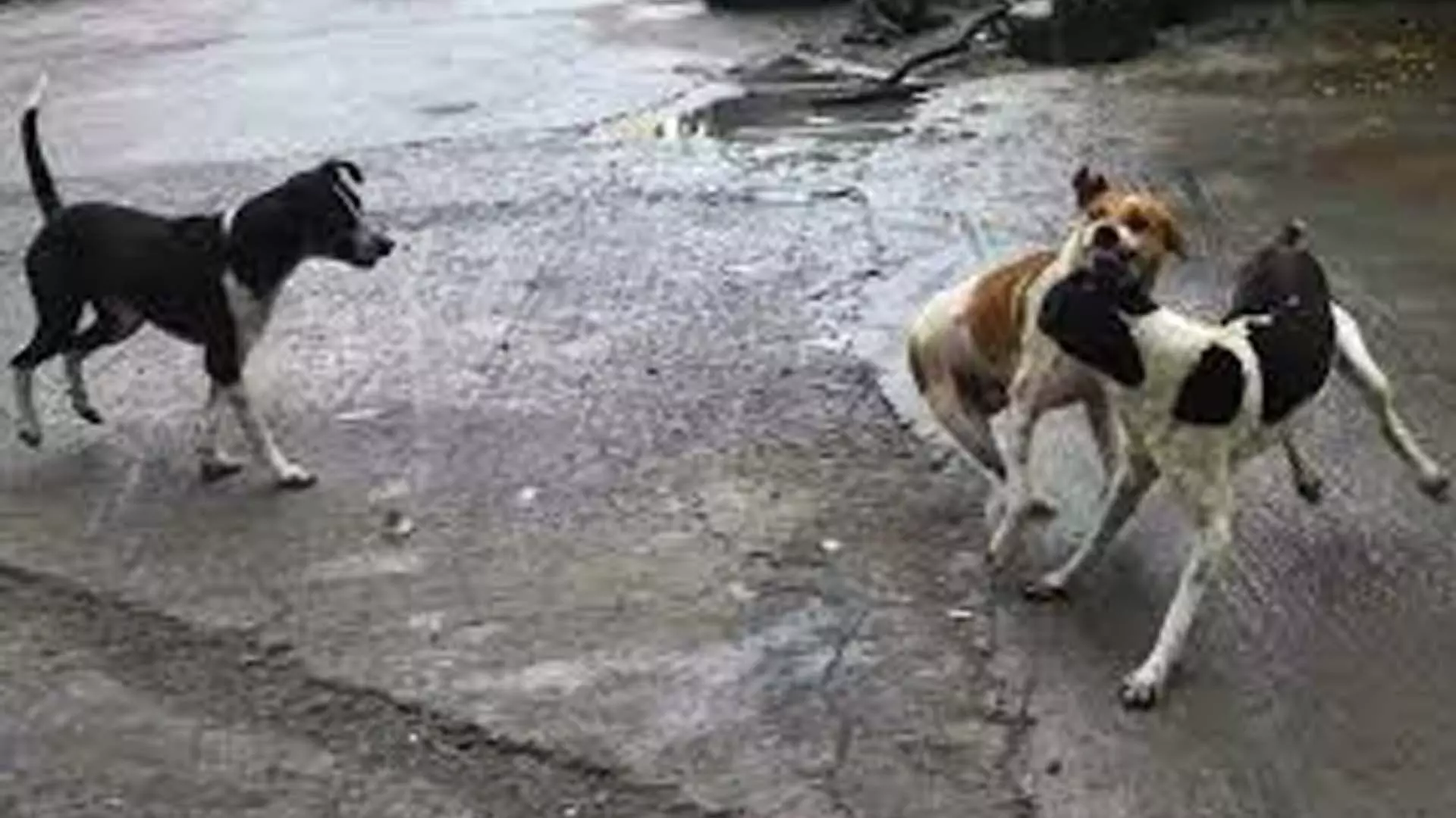 Chennai News: नगर निगम ने शहर में आवारा कुत्तों का सर्वेक्षण शुरू किया