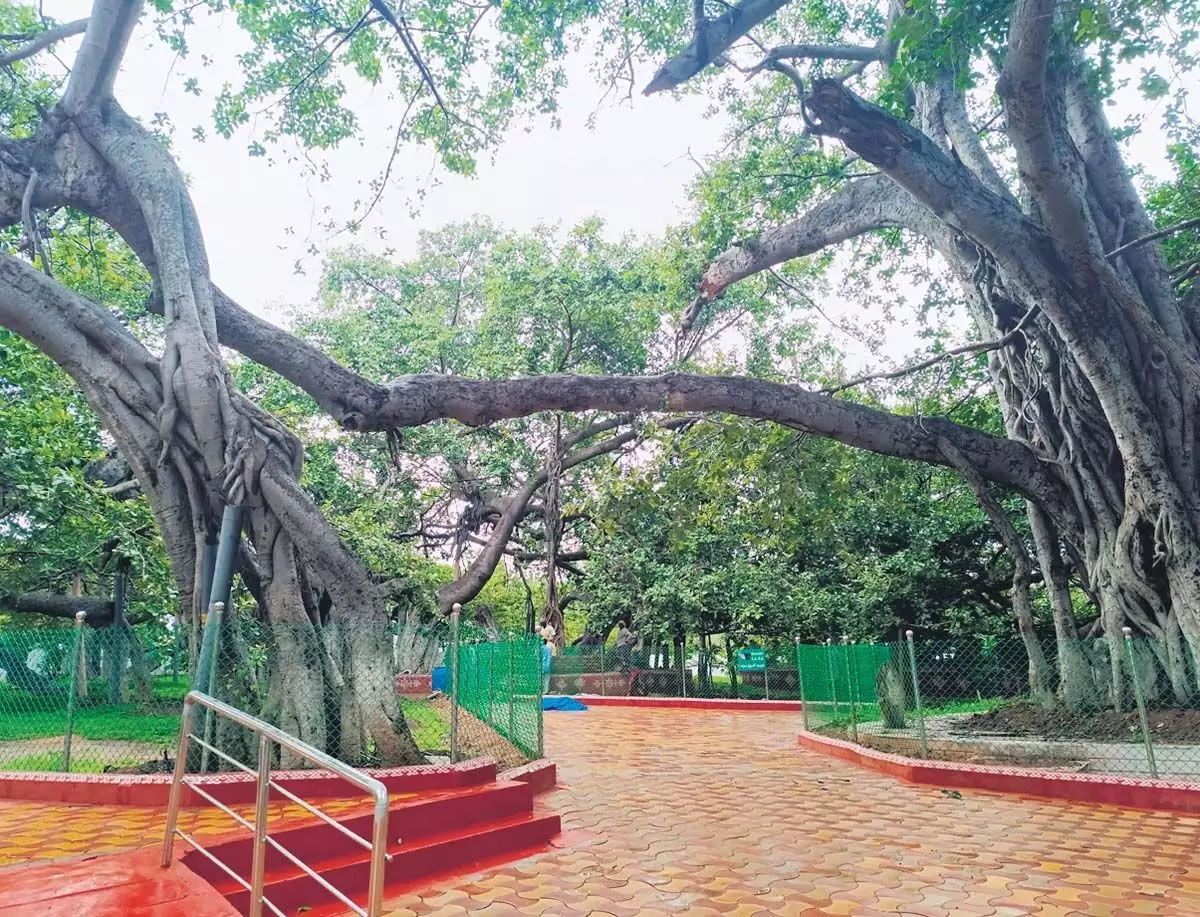 Telangana में 700 साल पुराना पेड़ जल्द ही जनता के लिए खुलेगा