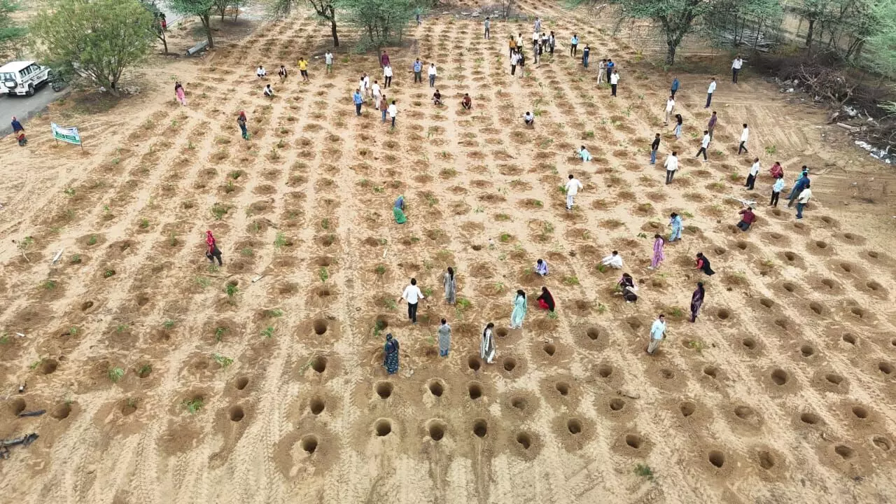 Jhunjhunu: नगर परिषद ने सरस डेयरी परिसर के पास लगाए 3000 पौधे