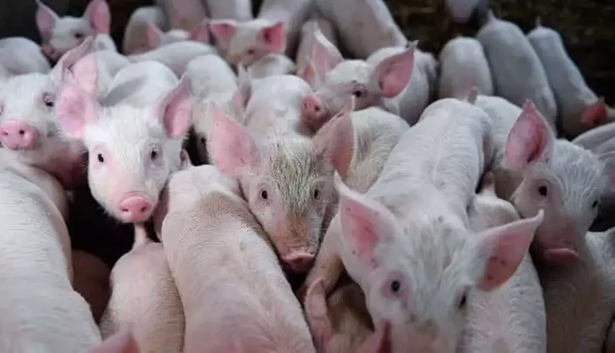 Mizoram में अफ्रीकी स्वाइन फीवर से 5,430 सूअरों की मौत