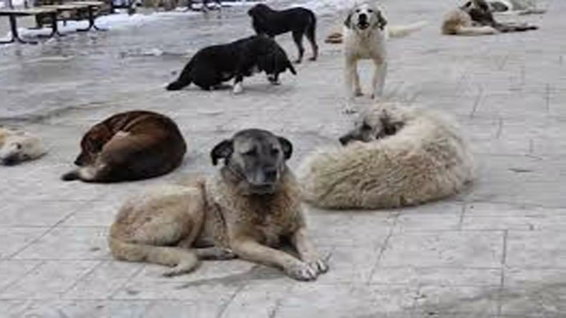 Turkey ने लाखों आवारा कुत्तों को सड़कों से हटाने के लिए विधेयक पेश किया