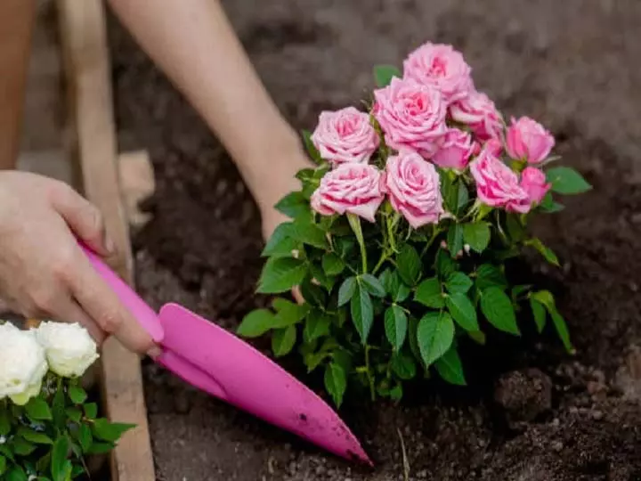Home Decorating: गमले में परफेक्ट गुलाब पाने के लिए, फॉलो करे ये नियम