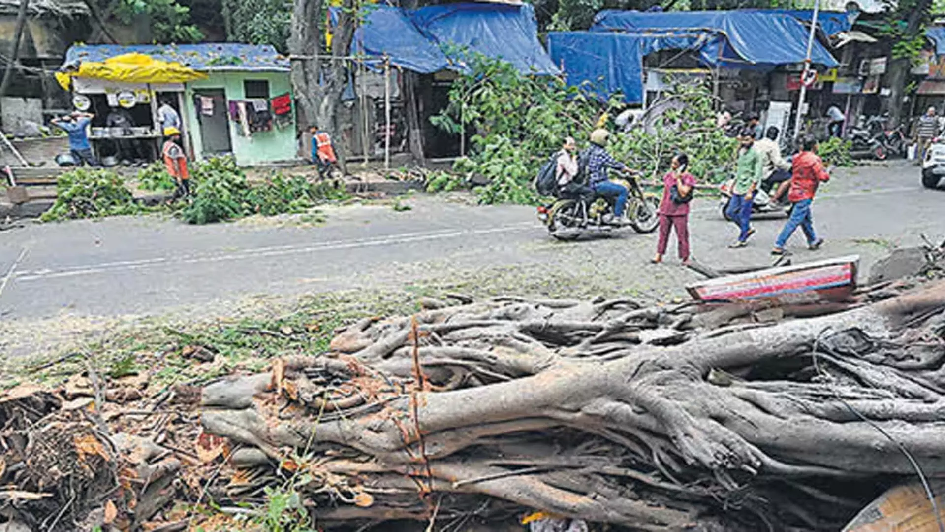 MUMBAI: मुंबई में पेड़ गिरने की घटनाओं का निदान